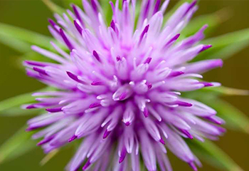 Milk Thistle Extract